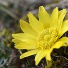 Frühlings-Adonisröschen (Adonis vernalis)