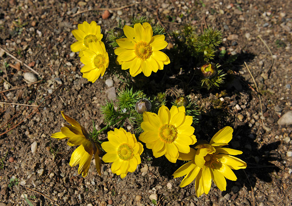 Frühlings-Adonisröschen - Adonis vernalis