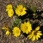 Frühlings-Adonisröschen - Adonis vernalis