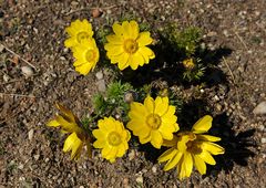 Frühlings-Adonisröschen - Adonis vernalis