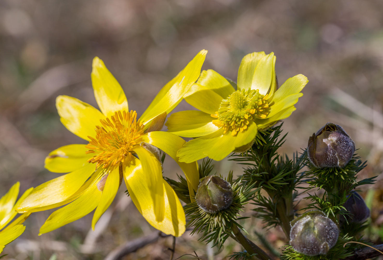 Frühlings-Adonisröschen (Adonis vernalis)