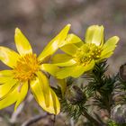 Frühlings-Adonisröschen (Adonis vernalis)