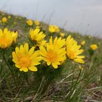 Frühlings-Adonisröschen (Adonis vernalis)...