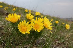 Frühlings-Adonisröschen (Adonis vernalis)...