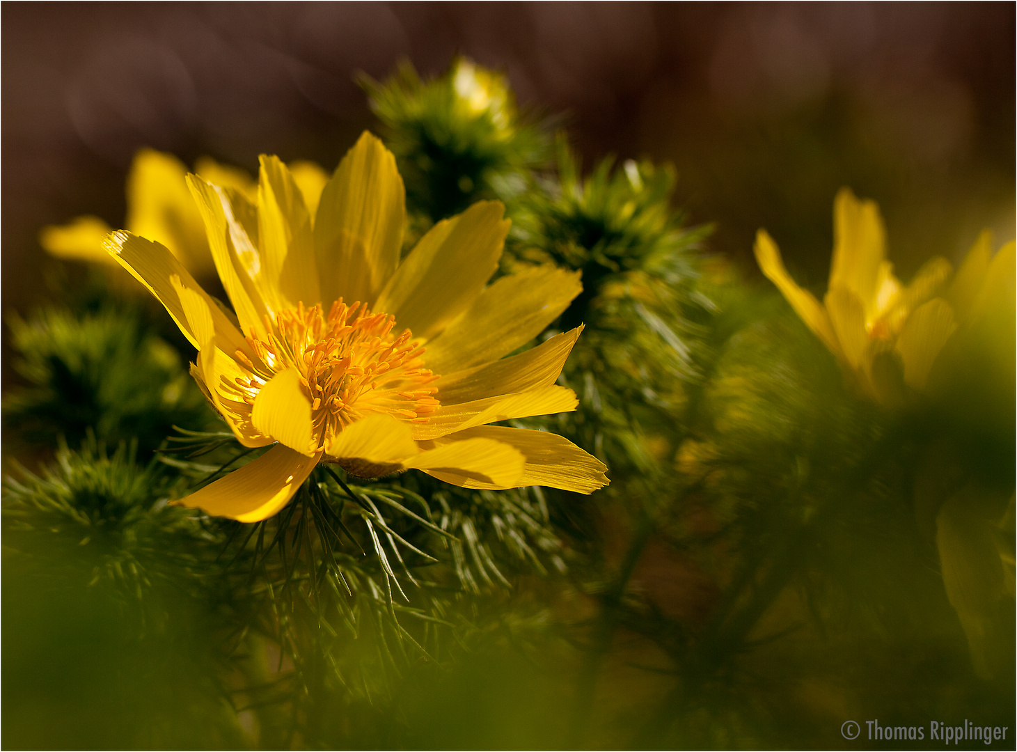 Frühlings - Adonisröschen (Adonis vernalis).