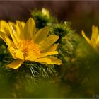 Frühlings - Adonisröschen (Adonis vernalis).