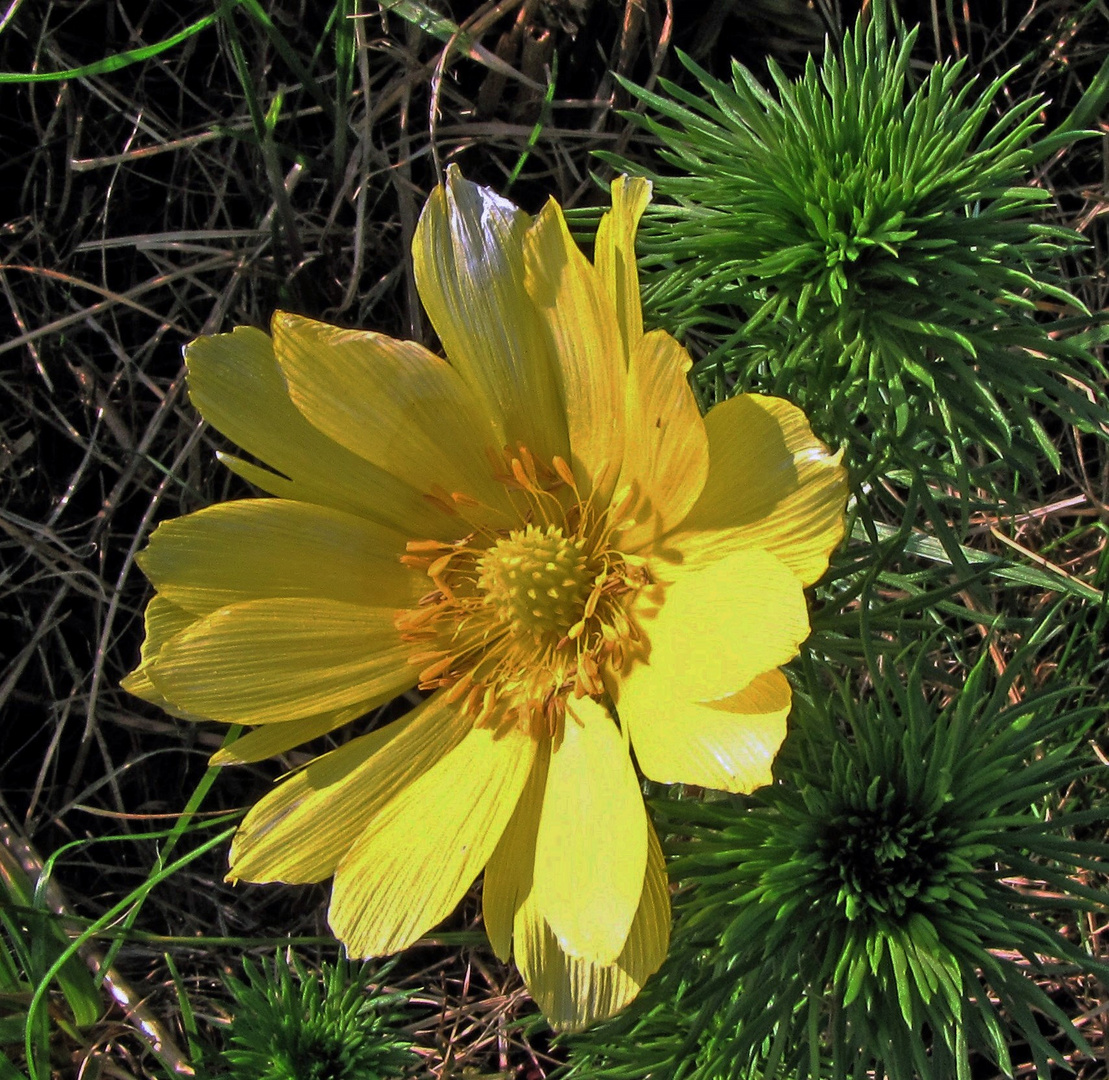 Frühlings-Adonisröschen (Adonis vernalis)