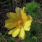 Frühlings-Adonisröschen (Adonis vernalis)