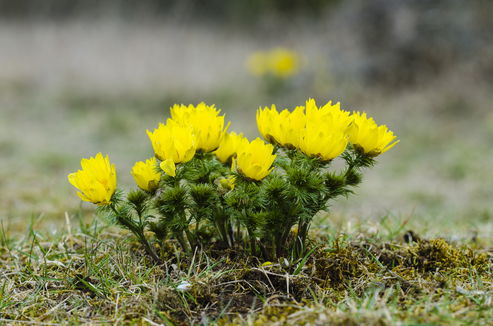 Frühlings-Adonisröschen (Adonis vernalis).