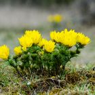 Frühlings-Adonisröschen (Adonis vernalis).