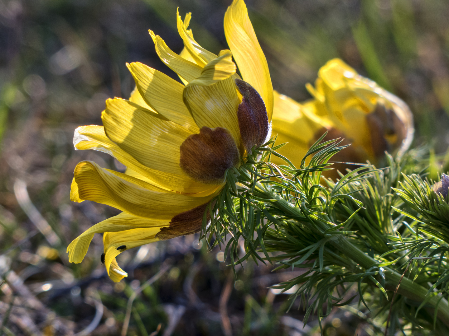 Frühlings-Adonisröschen (Adonis vernalis)