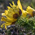 Frühlings-Adonisröschen (Adonis vernalis)