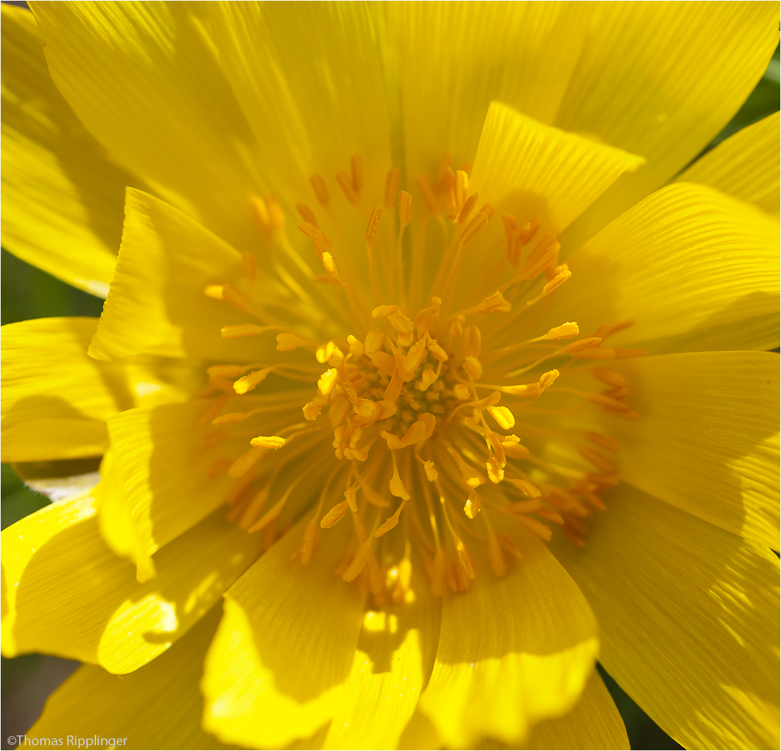 Frühlings - Adonisröschen (Adonis vernalis).......