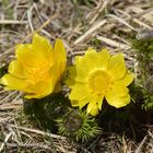 Frühlings-Adonisröschen (Adonis vernalis)