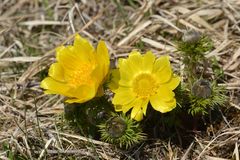 Frühlings-Adonisröschen (Adonis vernalis)