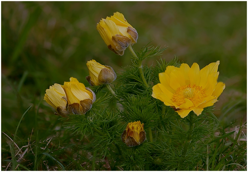 Frühlings- Adonisröschen - Adonis vernalis