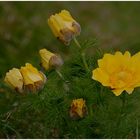 Frühlings- Adonisröschen - Adonis vernalis