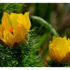 ---- Frühlings Adonisröschen ---- ( Adonis vernalis )