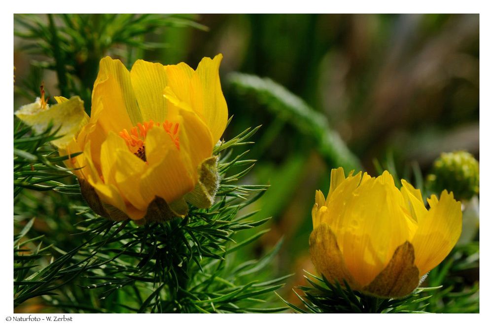 ---- Frühlings Adonisröschen ---- ( Adonis vernalis )