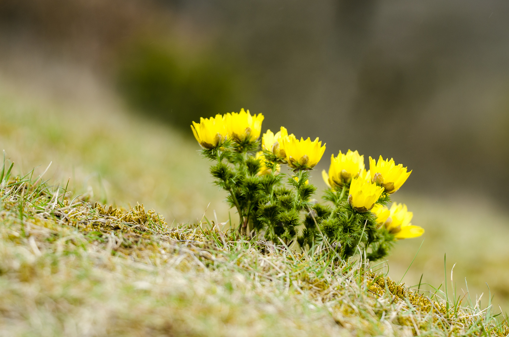 Frühlings-Adonisröschen (Adonis vernalis)