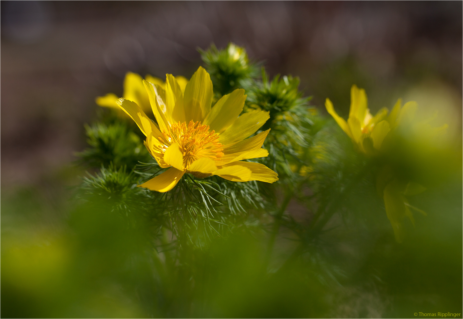 Frühlings - Adonisröschen (Adonis vernalis)..