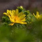 Frühlings - Adonisröschen (Adonis vernalis)..