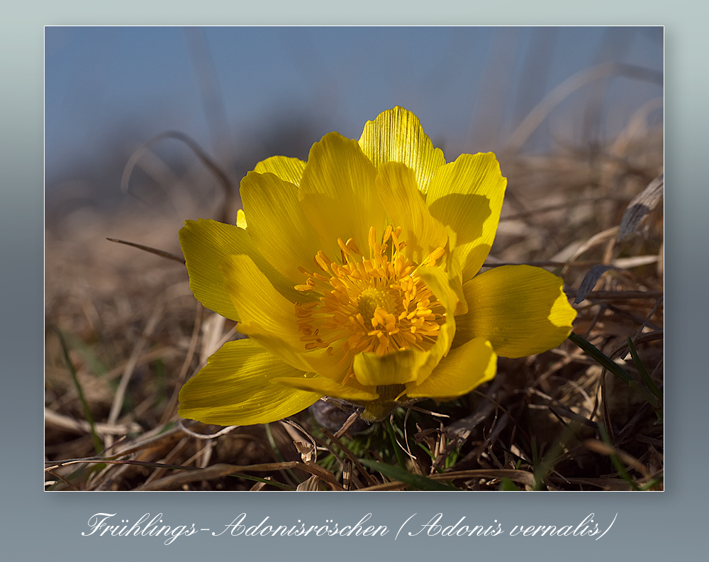 Frühlings-Adonisröschen am Steinberg