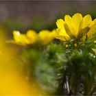 Frühlings-Adonisröschen oder Frühlings-Adonis (Adonis vernalis)....