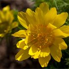 Frühlings-Adonisröschen oder Frühlings-Adonis (Adonis vernalis).....