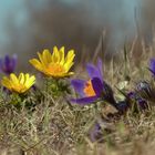 Frühlings-Adonisröschen und Küchenschellen - ein "Traumpaar" unter den Frühlingsblumen
