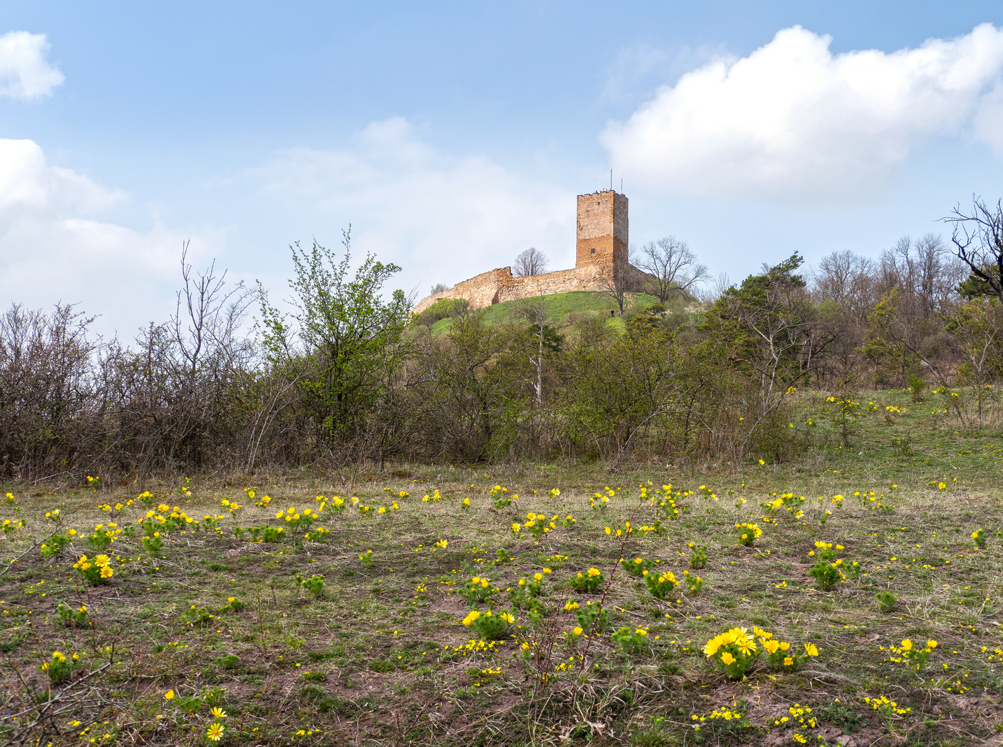 Frühlings-Adonisröschen vor der Burg Gleichen