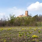 Frühlings-Adonisröschen vor der Burg Gleichen