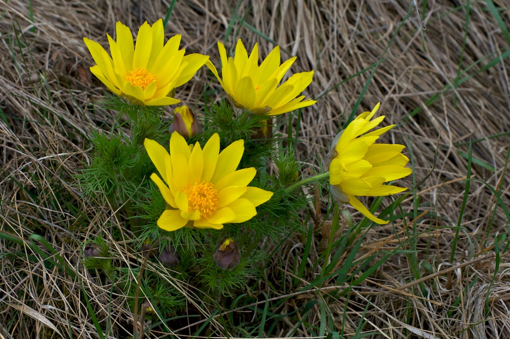 Frühlings-Adoniusröschen, Adonis vernalis