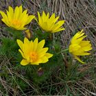 Frühlings-Adoniusröschen, Adonis vernalis