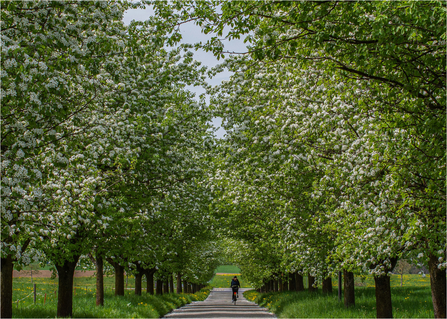 FRÜHLINGS ALLEE