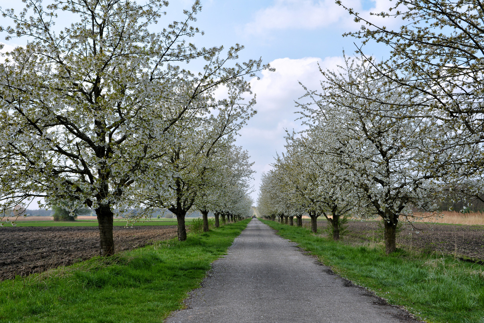 Frühlings-Allee