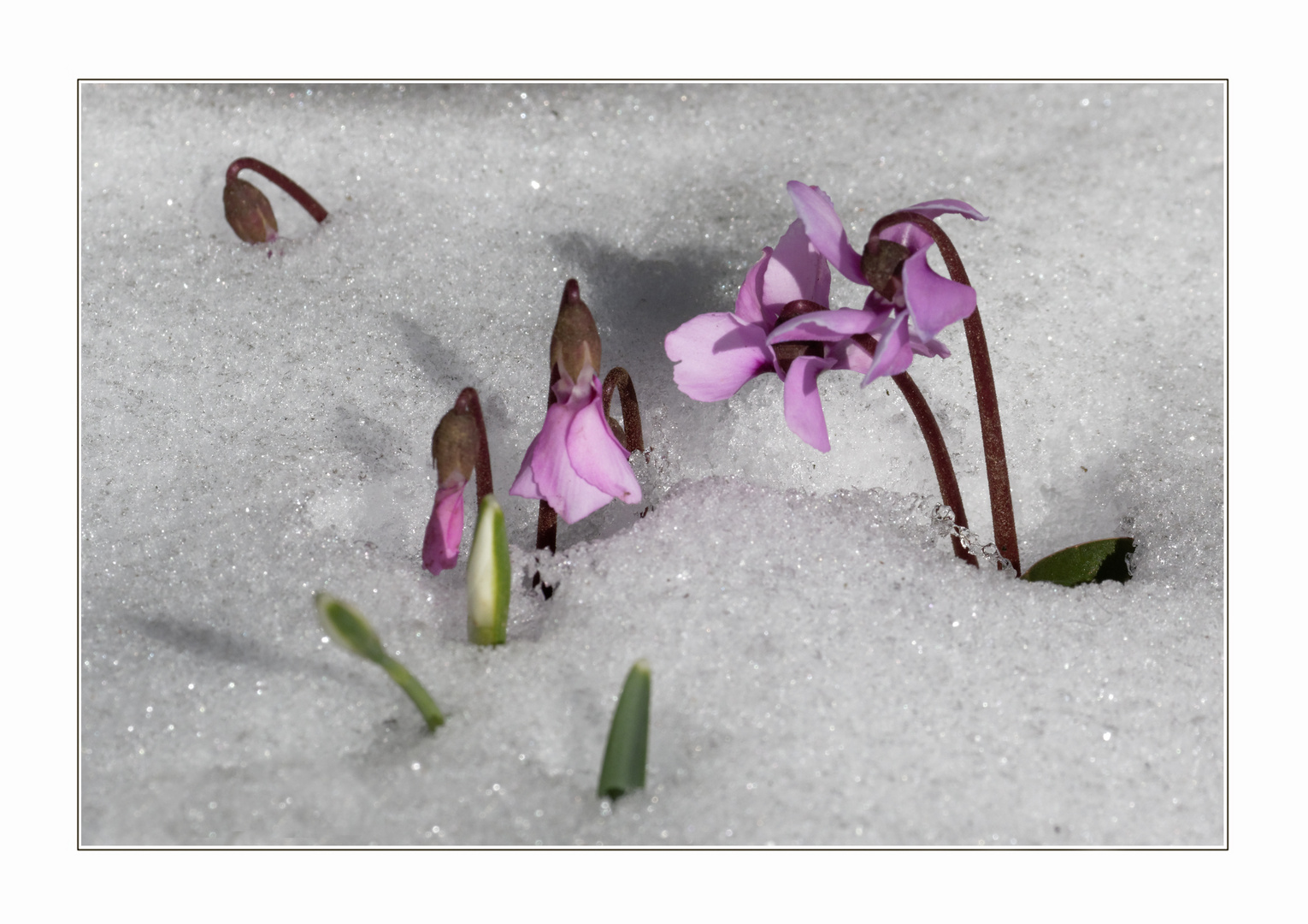 Frühlings-Alpenveilchen (Cyclamen coum)