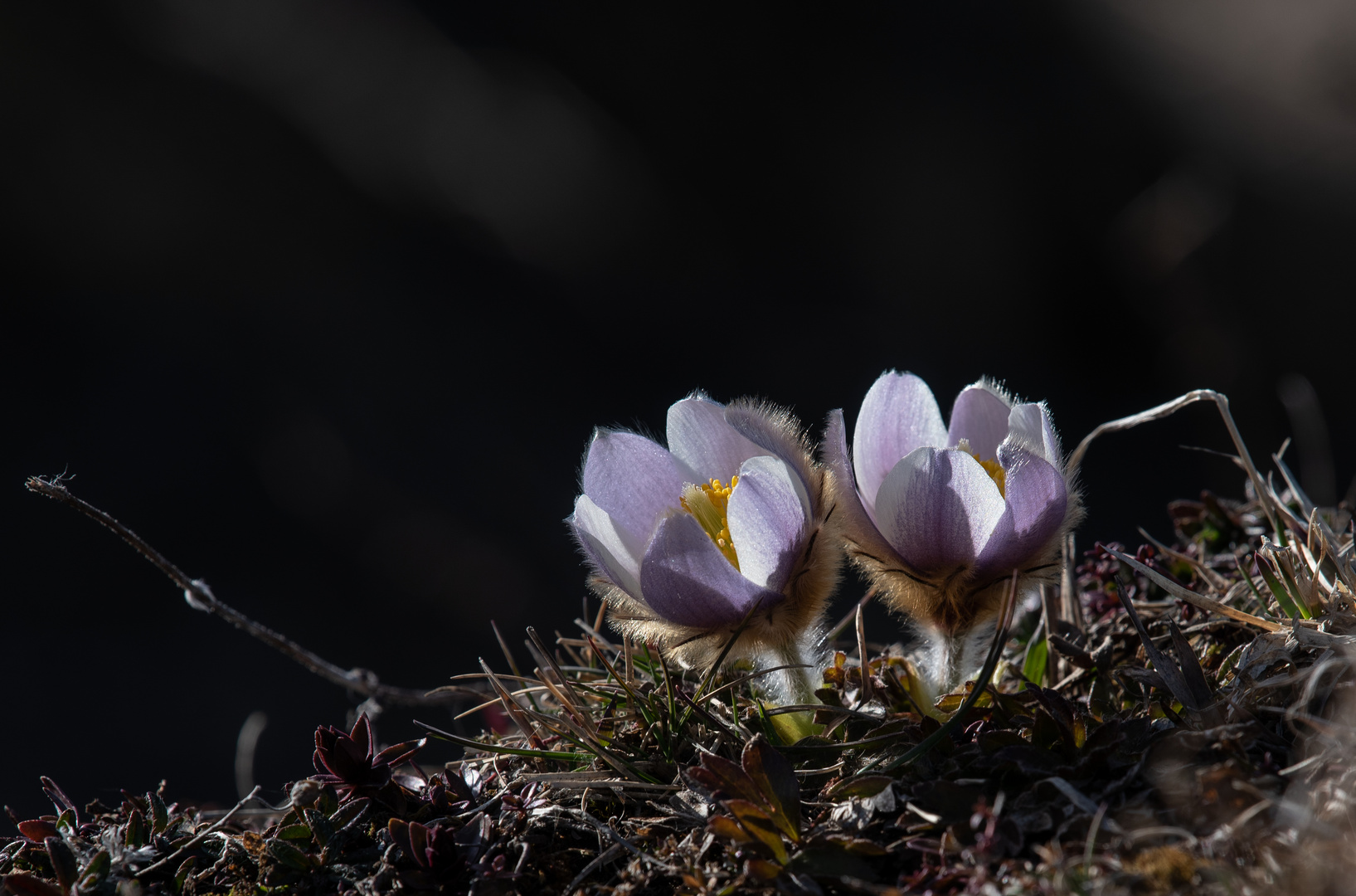 Frühlings-Anemone