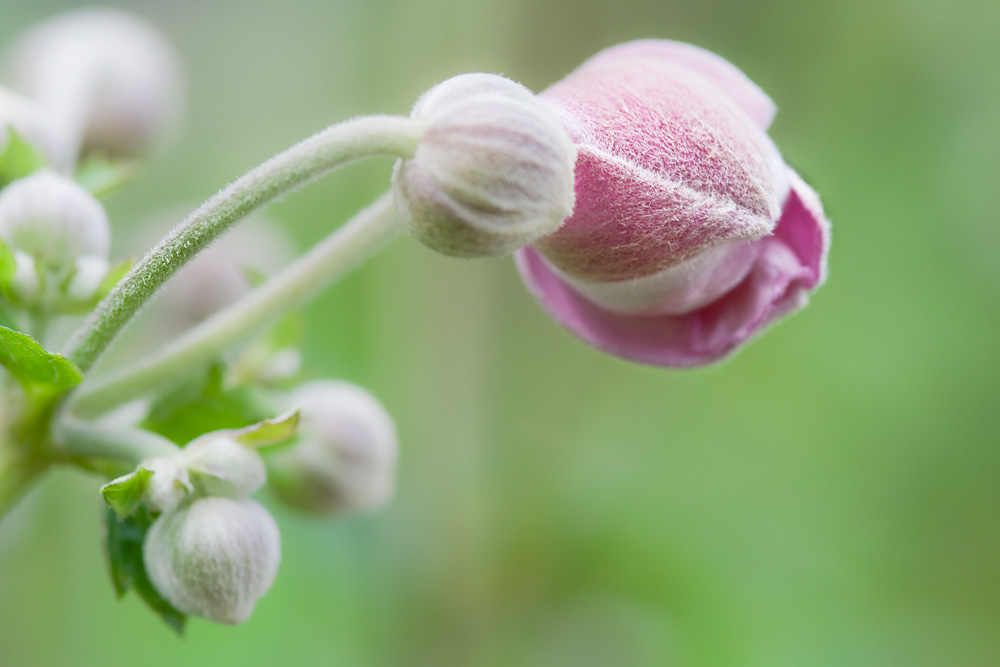 Frühlings-Anemone.