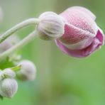 Frühlings-Anemone.