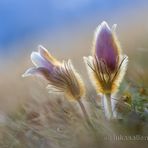 Frühlings-Anemone