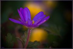 Frühlings Anemone