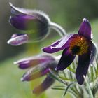 Frühlings Anemone