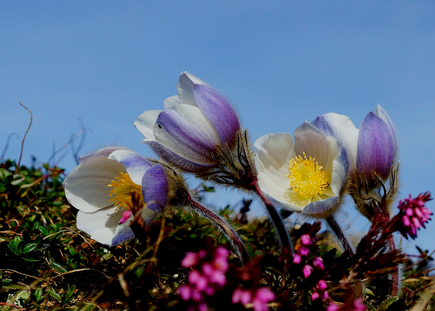 Frühlings Anemonen