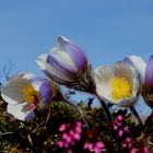 Frühlings Anemonen