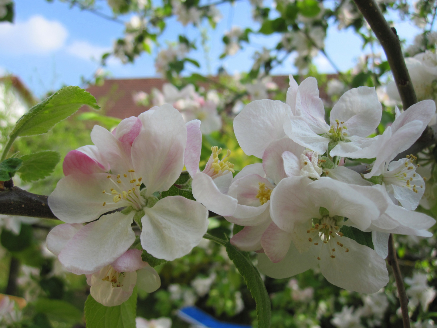 Frühlings-Apfelblüten