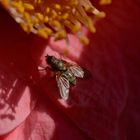 Frühlings-Besuch