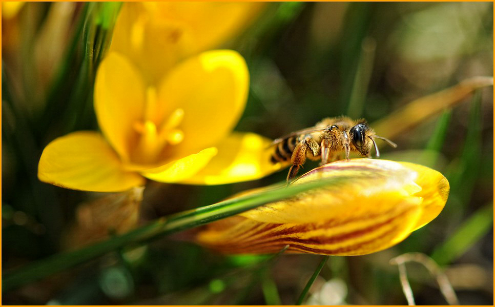 Frühlings-Bienchen