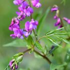 Frühlings-Blatterbse (Lathyrus vernus)