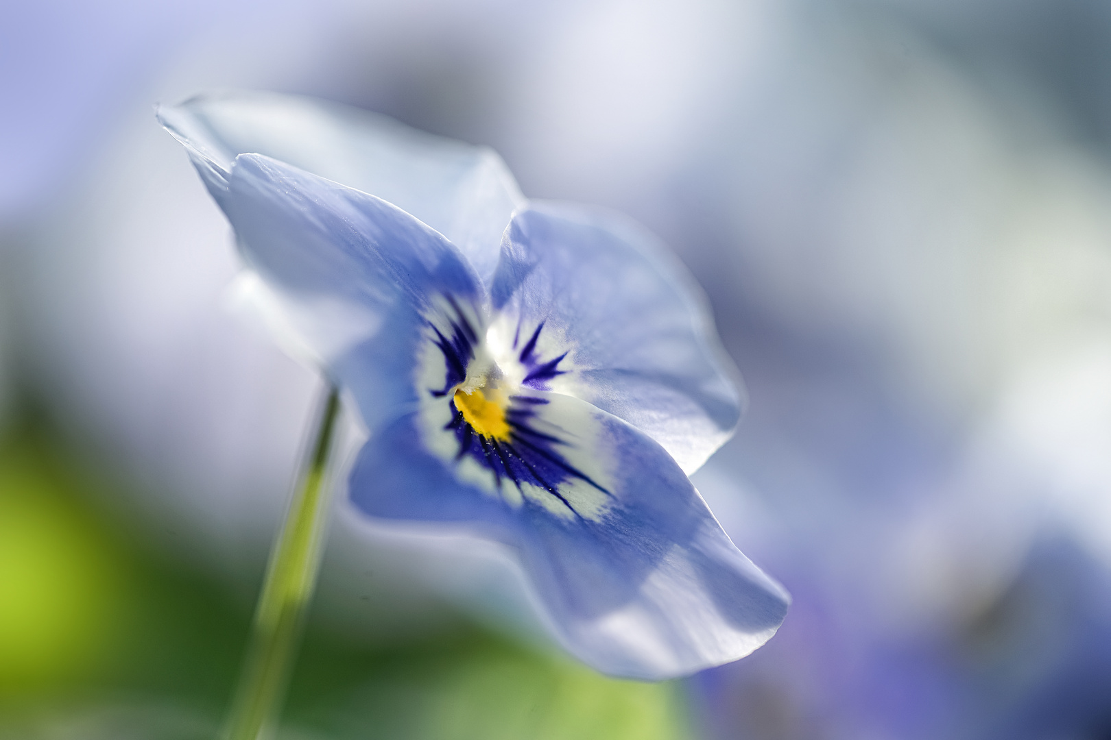 Frühlings Blaues Band